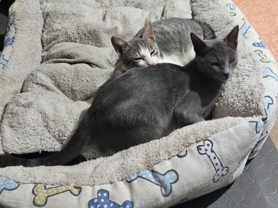 Adotta un gatto, taglia non valida, femmina, Messina