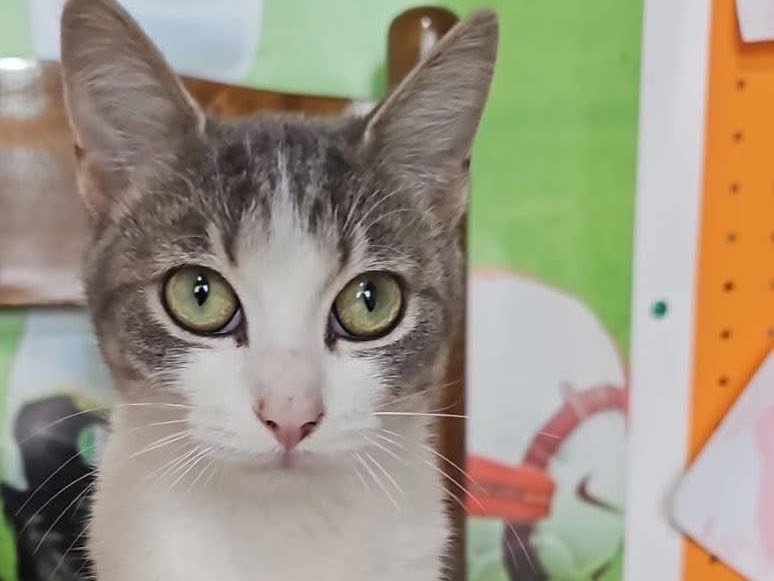 Adozione gatto, femmina, Razza sconosciuta Razza sconosciuta, 5 mesi, taglia non valida, Messina