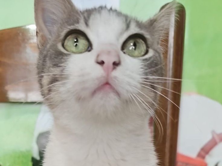 Adotta un gatto, femmina, 5 mesi, Messina