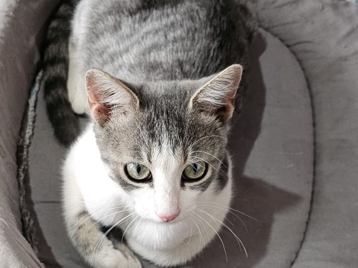 Adotta un gatto, taglia non valida, femmina, Messina