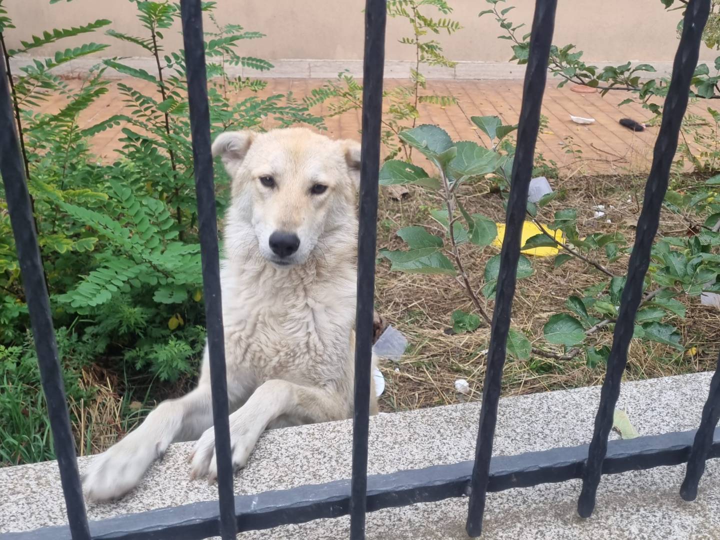 Adotta un cane, femmina, 1 anno e 4 mesi, Crotone
