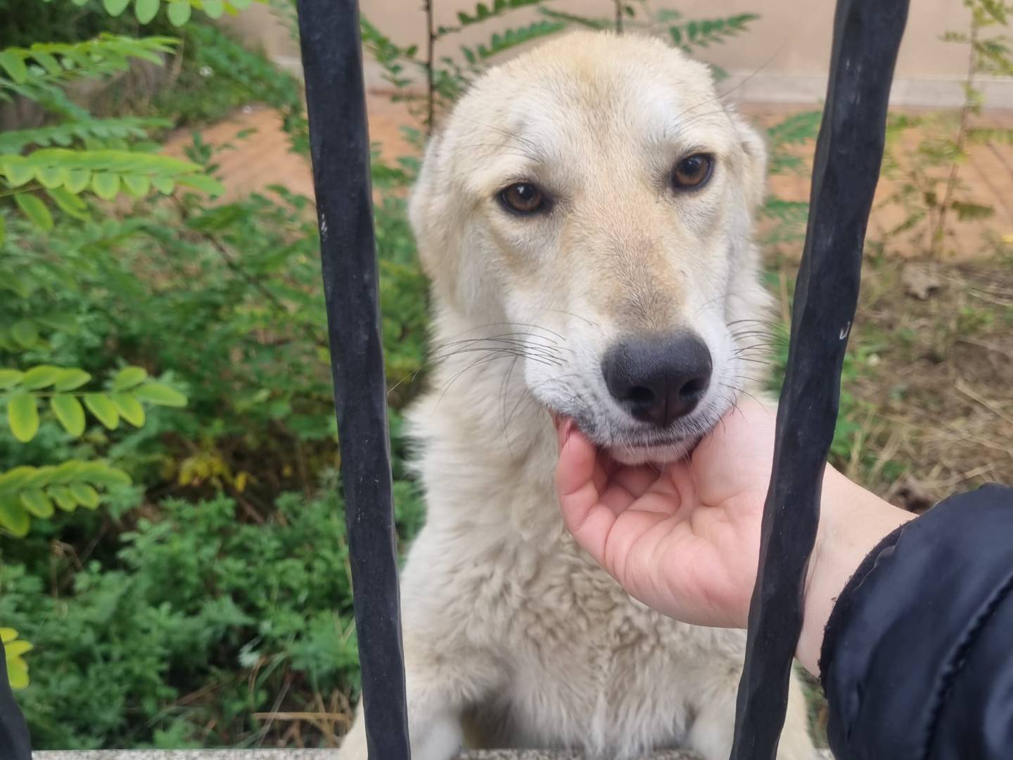 Adotta un cane, taglia media, femmina, Crotone
