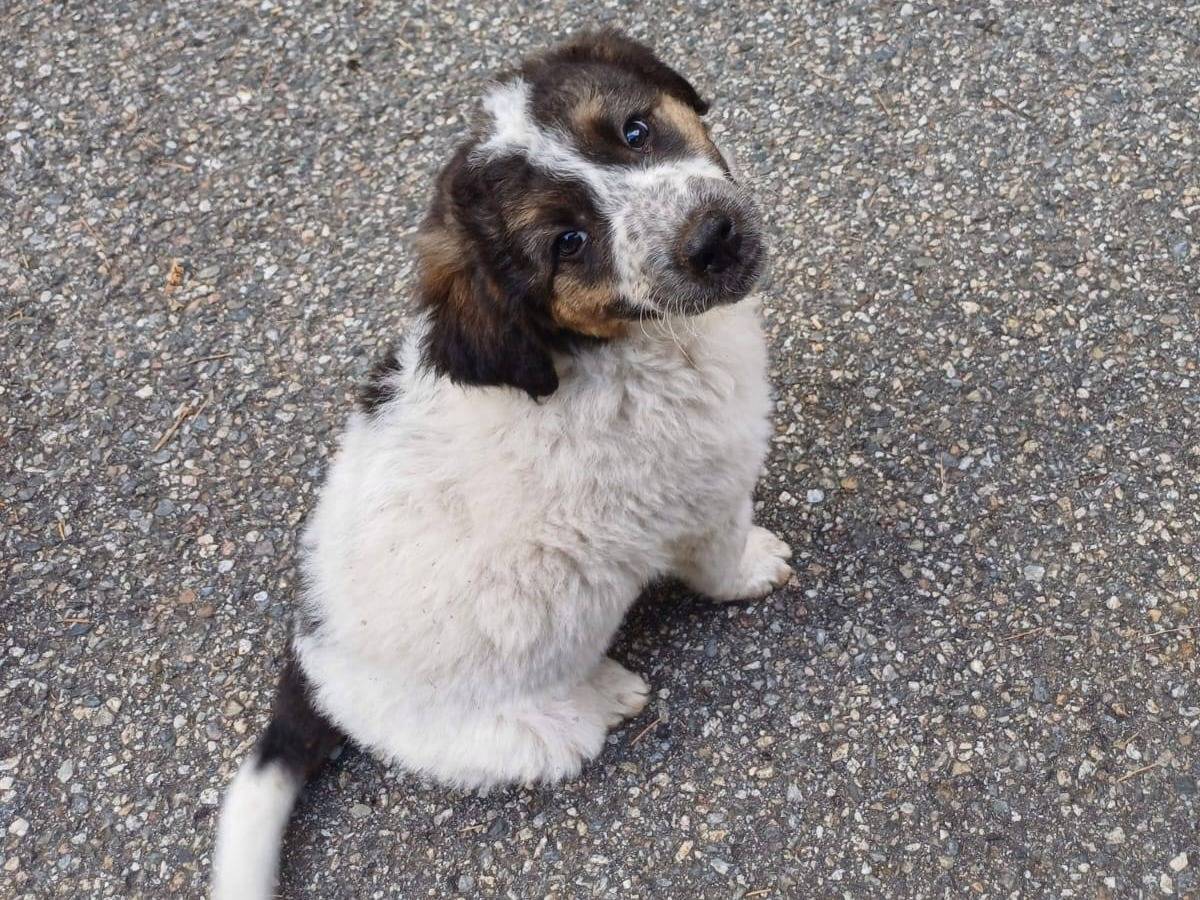 Adozione cane, femmina, Razza sconosciuta Razza sconosciuta, 4 mesi, taglia media, Crotone