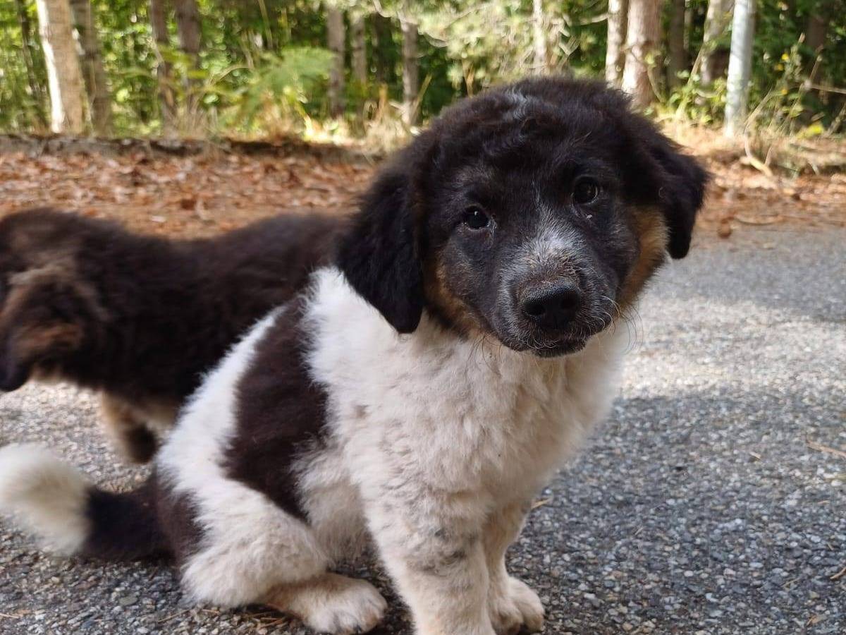 Adozione cane, maschio, Razza sconosciuta Razza sconosciuta, 4 mesi, taglia media, Crotone