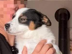 Adozione cane, maschio, Jack Russell Terrier Razza sconosciuta, 7 mesi, taglia piccola, Padova