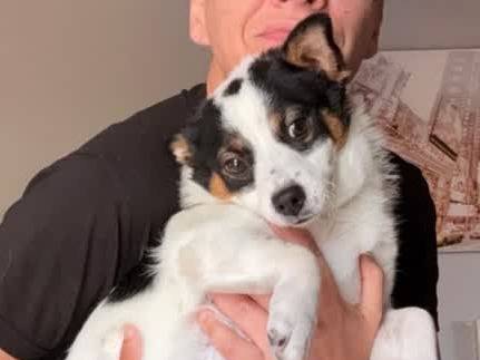Adotta un cane, maschio, 7 mesi, Padova