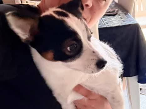 Adotta un cane, taglia piccola, maschio, Padova