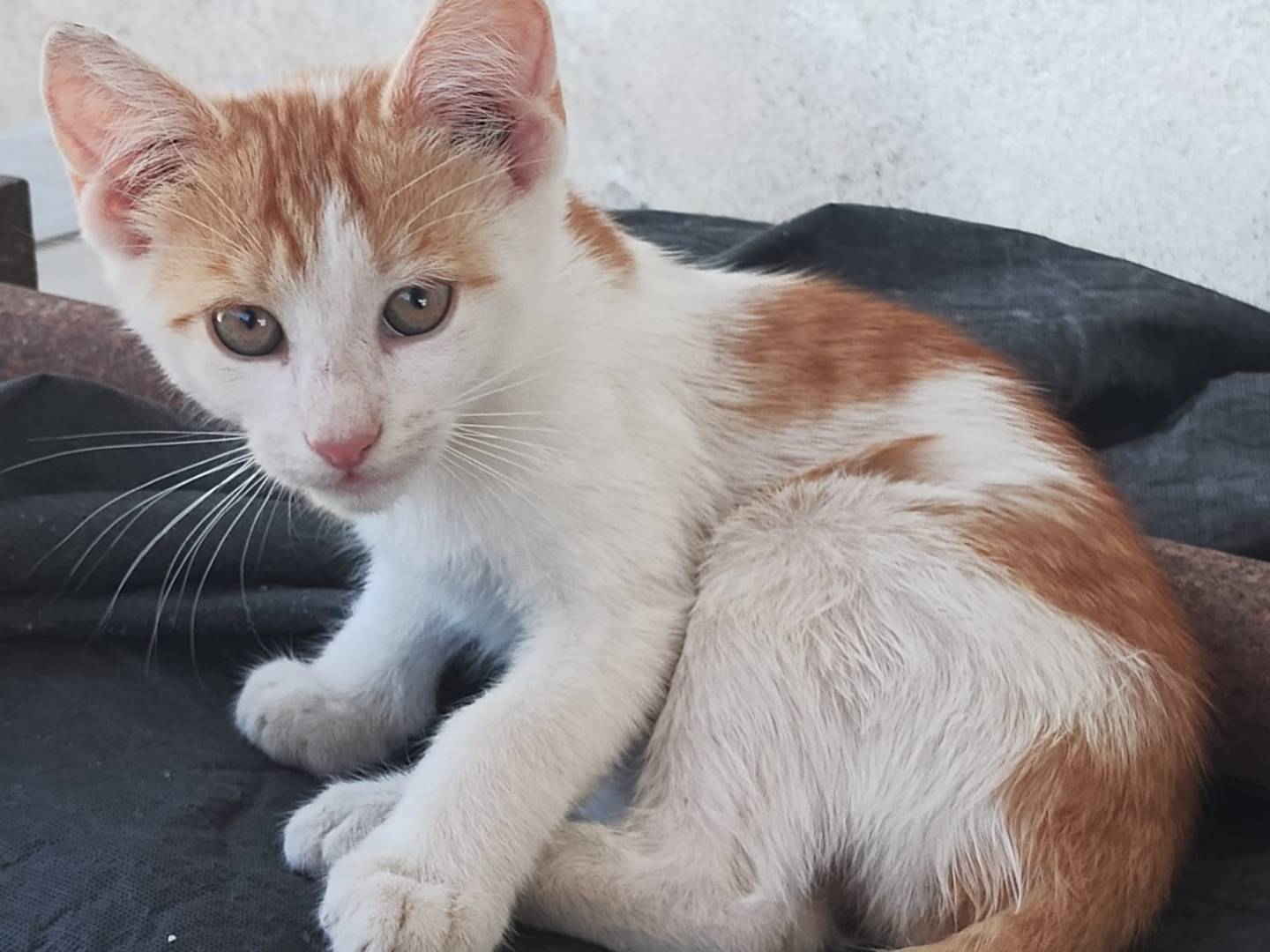Adozione gatto, maschio, Razza sconosciuta Razza sconosciuta, 4 mesi, taglia non valida, Monza