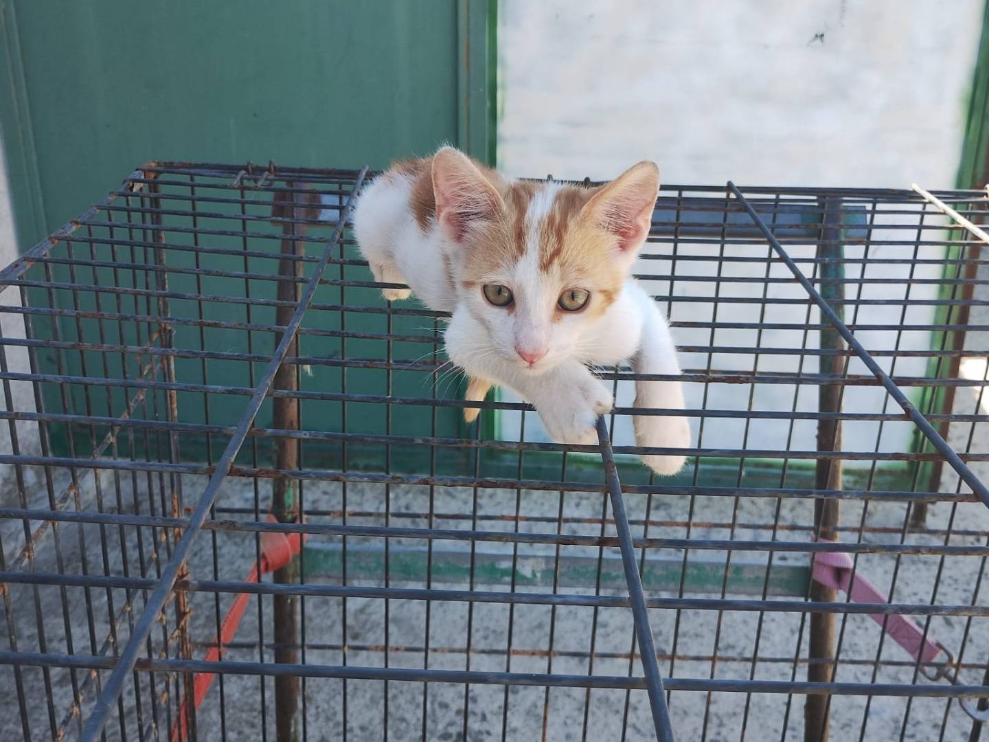 Adotta un gatto, maschio, 4 mesi, Monza