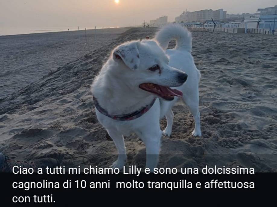 Adozione cane, femmina, Razza sconosciuta Razza sconosciuta, 9 anni e 10 mesi, taglia piccola, Sondrio