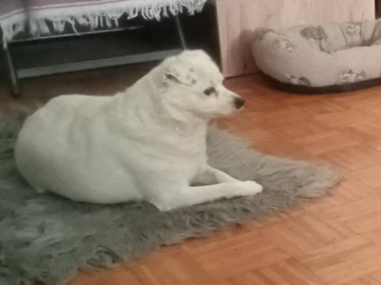 Adotta un cane, taglia piccola, femmina, Sondrio
