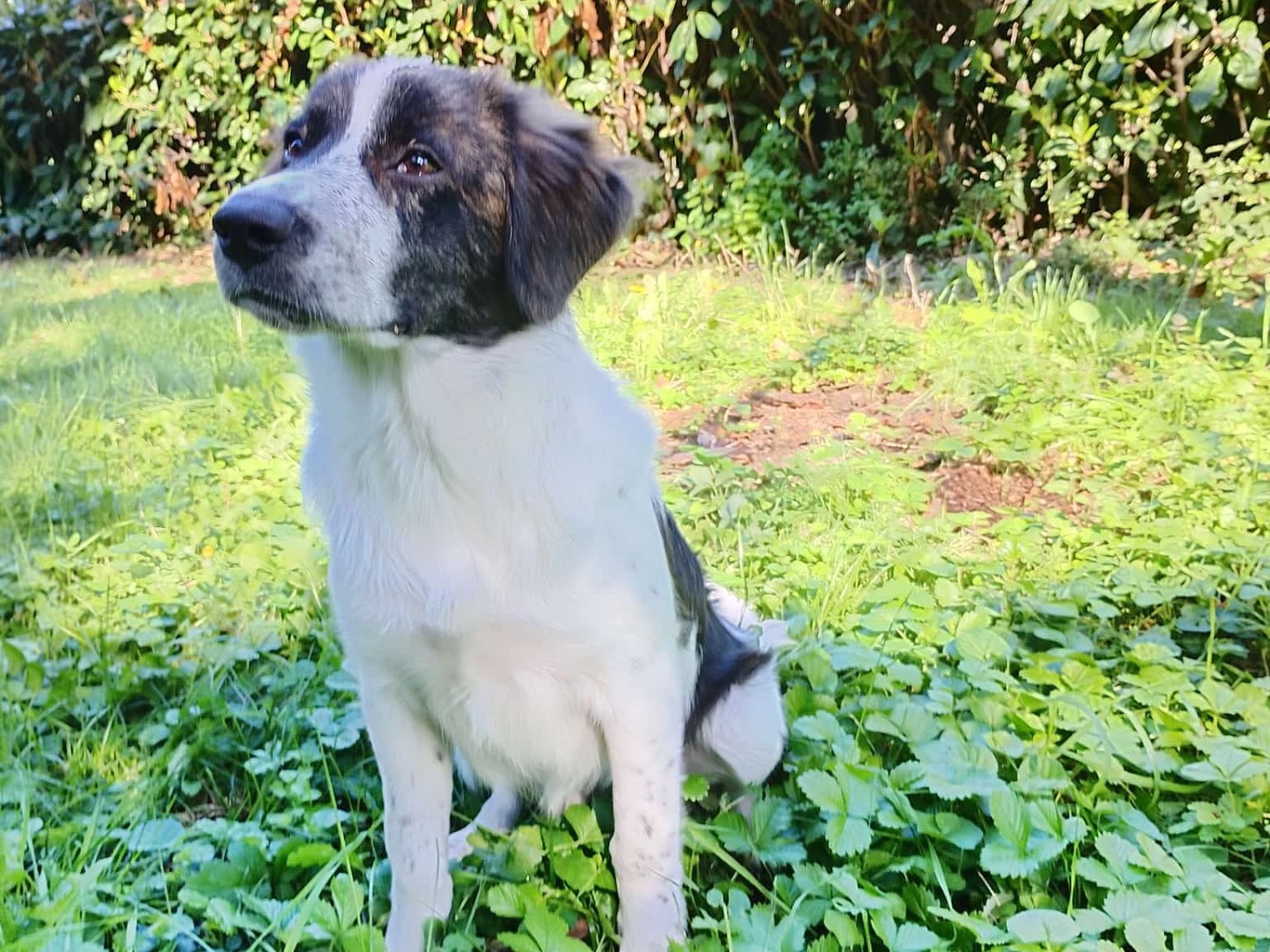 Adozione cane, maschio, Razza sconosciuta Razza sconosciuta, 6 mesi, taglia media, Bologna