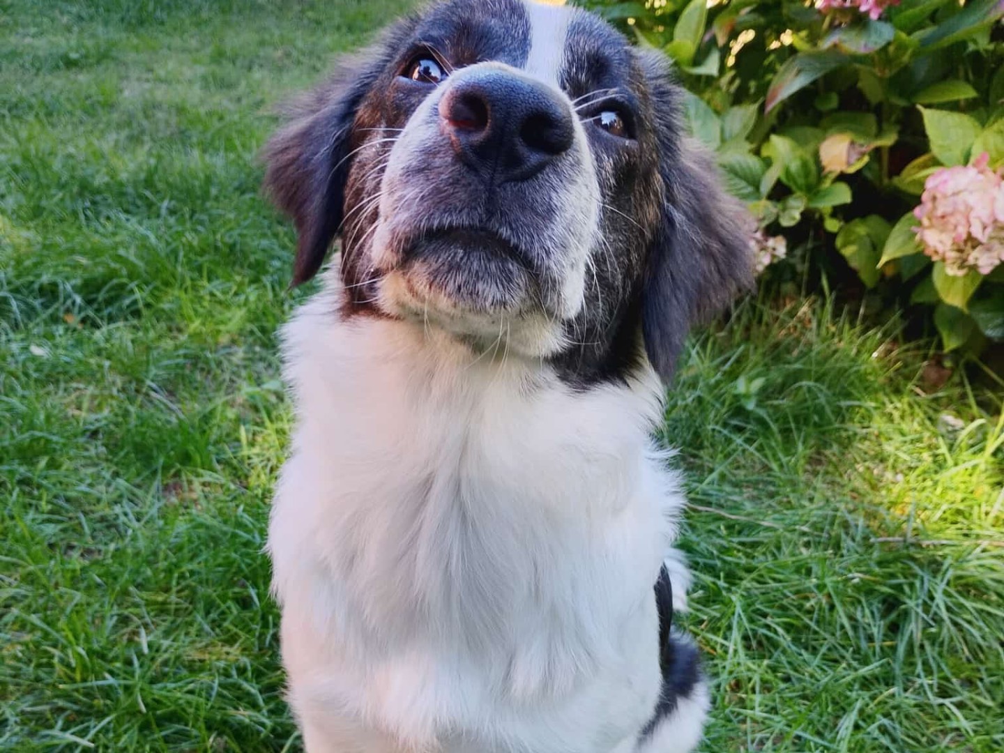 Adotta un cane, maschio, 6 mesi, Bologna