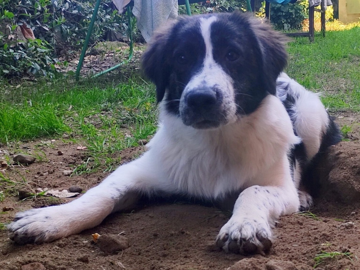 Adotta un cane, taglia media, maschio, Bologna