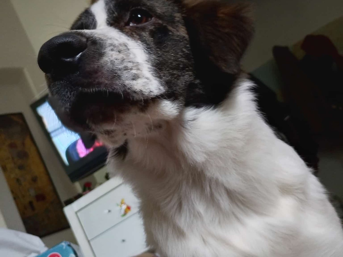 Vuoi adottare un cane a Bologna?