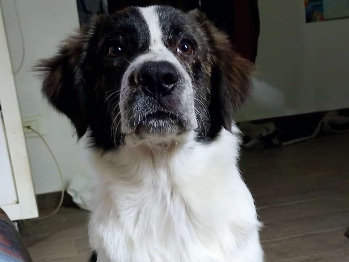 Adotta il cane Ricky a Bologna