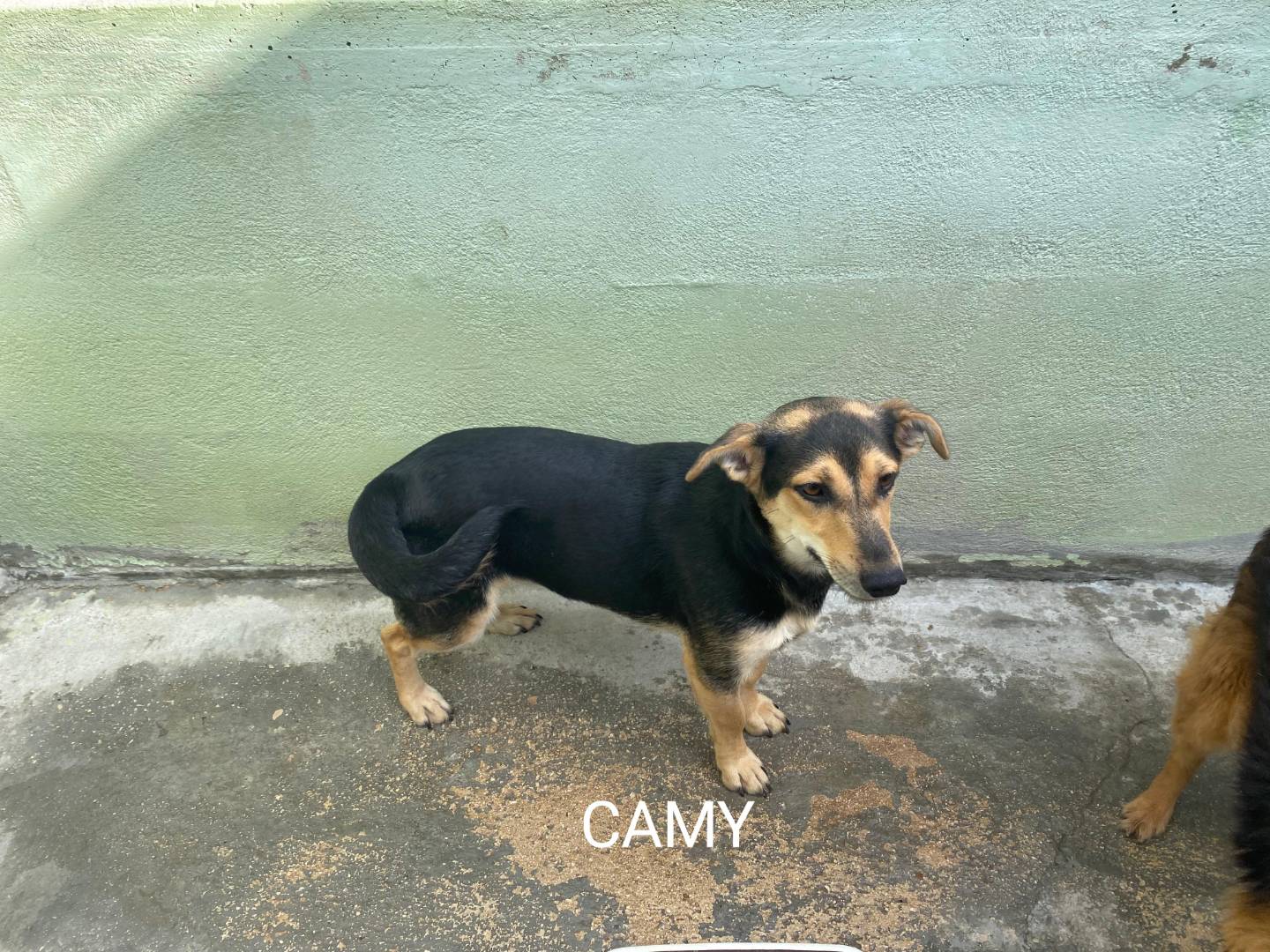 Adozione cane, femmina, Razza sconosciuta Razza sconosciuta, 10 mesi, taglia media contenuta, Avellino