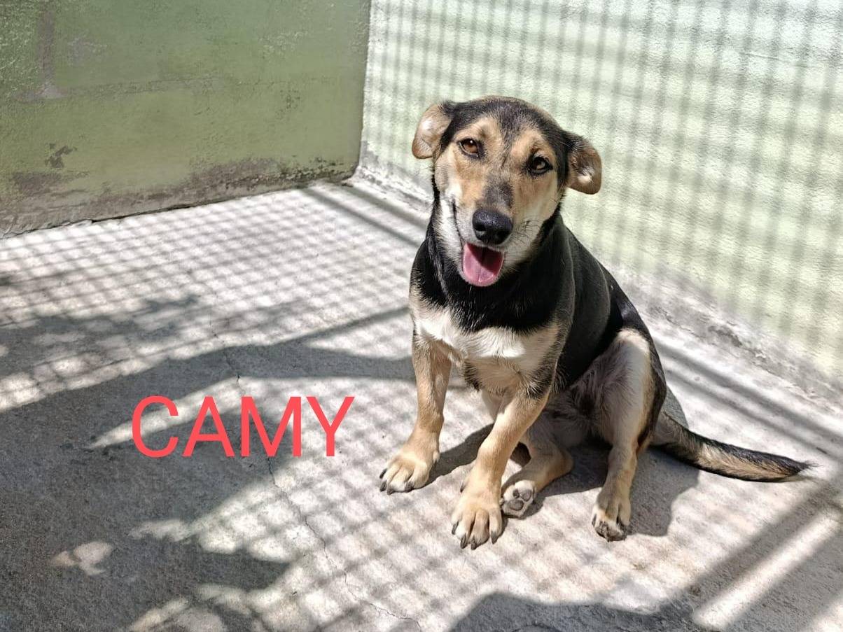 Adotta un cane, femmina, 10 mesi, Avellino