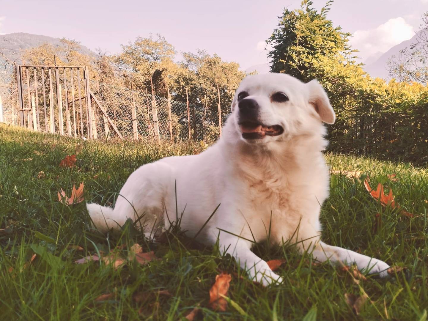 Vuoi adottare un cane a Sondrio?