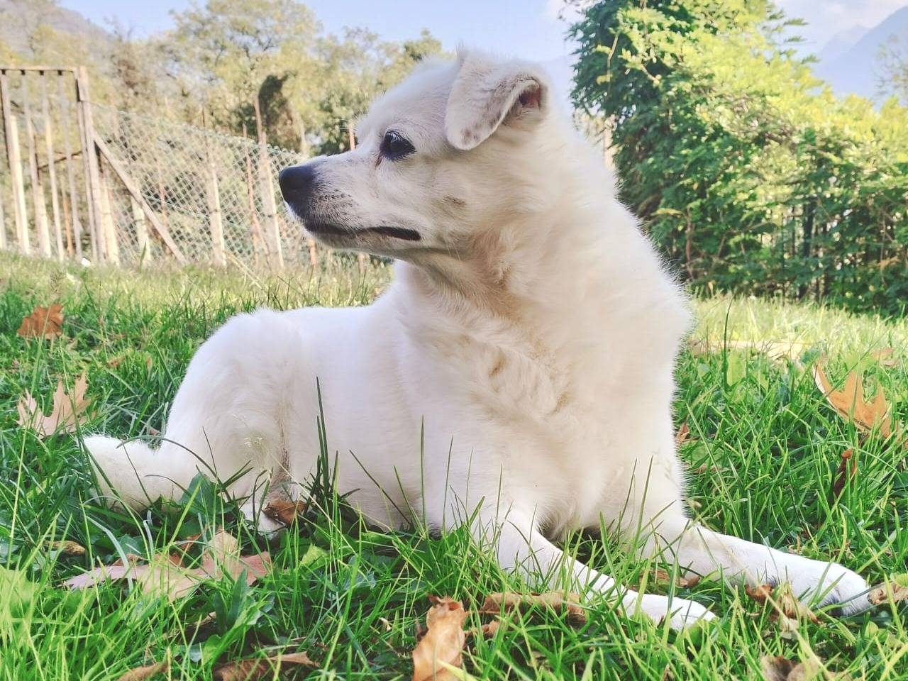 Adotta il cane Lilly  a Sondrio