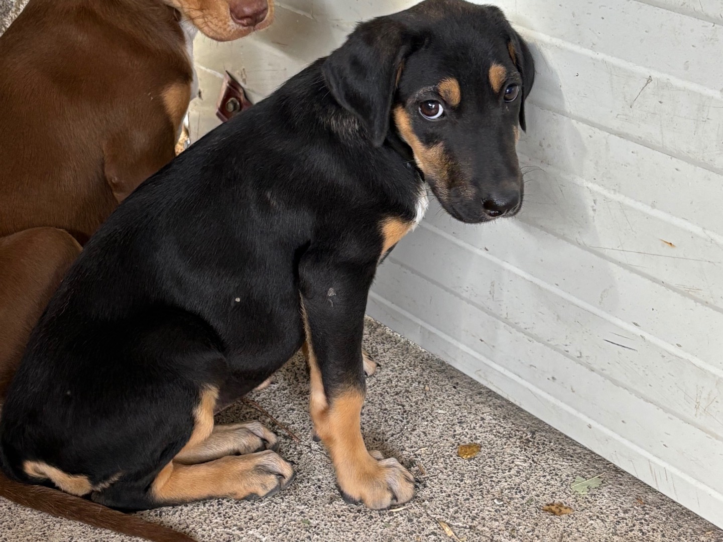 Adozione cane, femmina, Beagle  Bracco, 3 mesi, taglia media, Siracusa