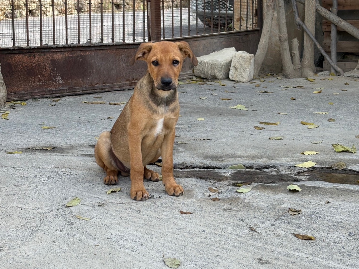 Vuoi adottare un cane a Siracusa?