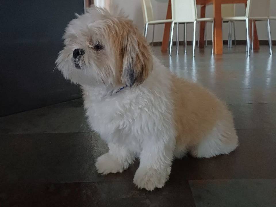Adozione cane, maschio, Shih Tzu Razza sconosciuta, 1 anno e 3 mesi, taglia piccola, Milano