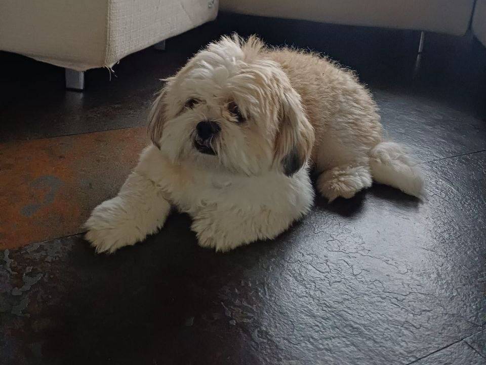 Adotta un cane, maschio, 1 anno e 3 mesi, Milano