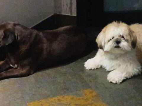 Adotta un cane, taglia piccola, maschio, Milano