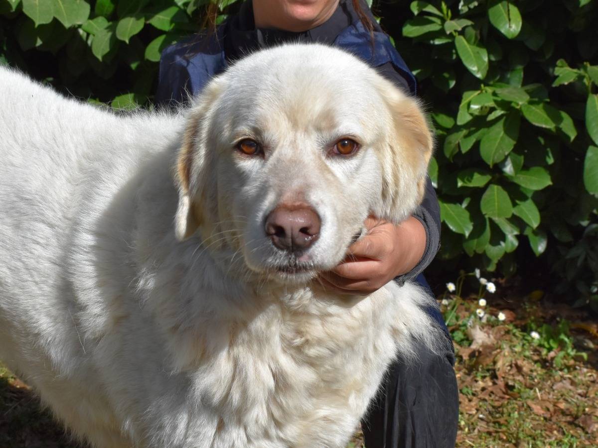 Adozione cane, maschio, Pastore maremmano Razza sconosciuta, 7 anni e 11 mesi, taglia grande, Roma