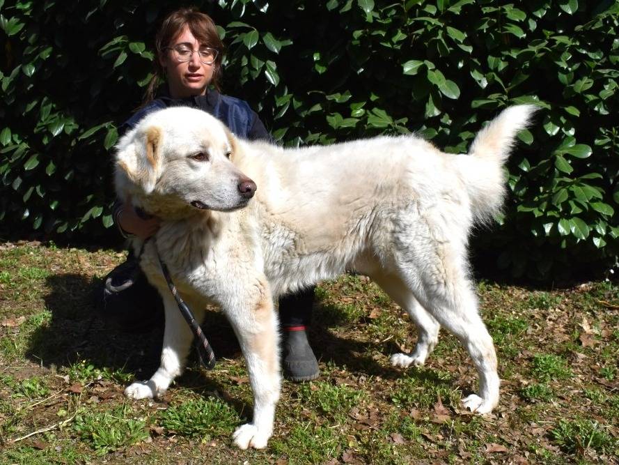 Adotta un cane, maschio, 7 anni e 11 mesi, Roma