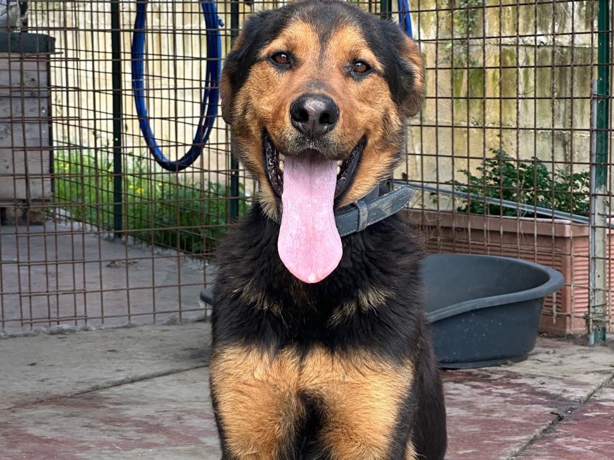Adotta un cane, taglia grande, maschio, Teramo