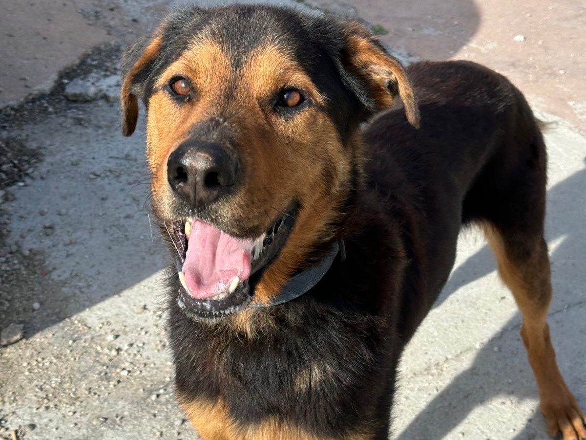 Vuoi adottare un cane a Teramo?