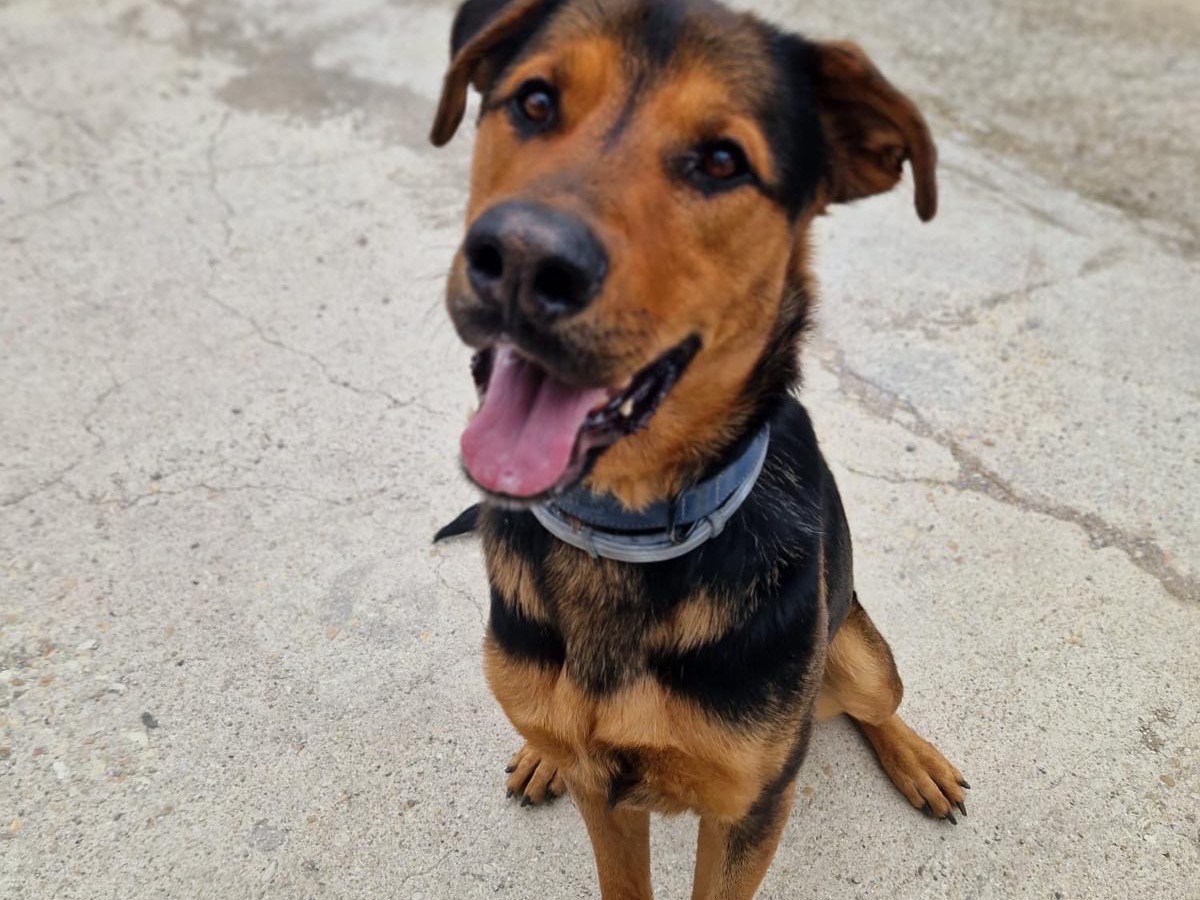 Adotta un cane, maschio, 3 anni e 6 mesi, Teramo