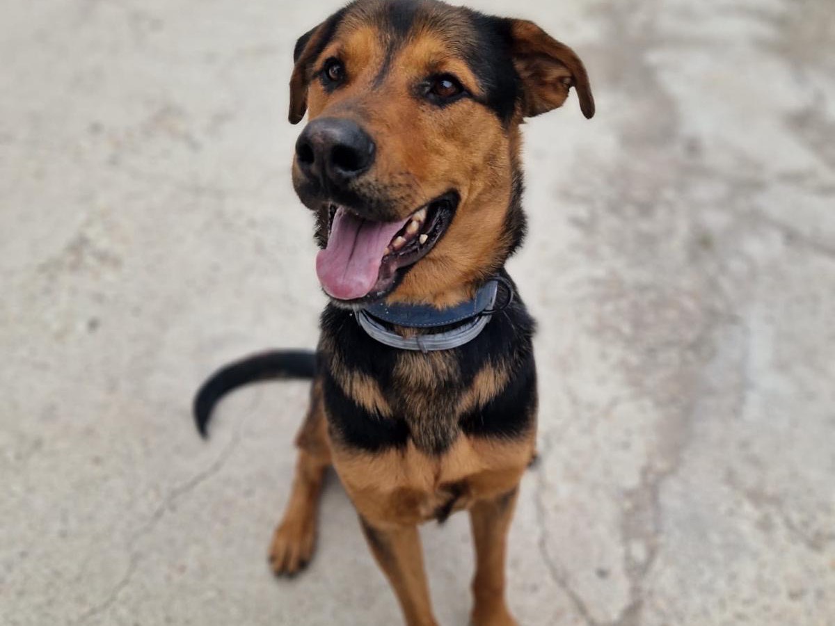 Adozione cane, maschio, Pastore tedesco Razza sconosciuta, 3 anni e 6 mesi, taglia grande, Teramo