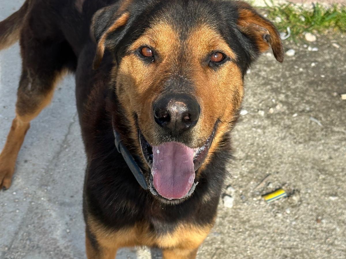 Adotta il cane Pippo a Teramo