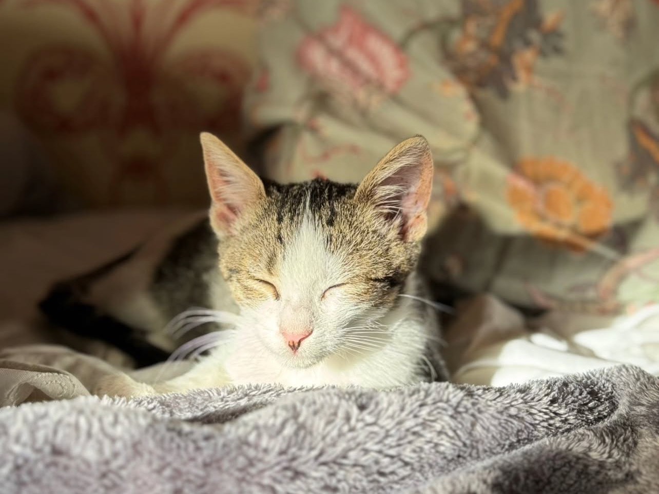 Adozione gatto, femmina, Razza sconosciuta Razza sconosciuta, 2 mesi, taglia non valida, Treviso