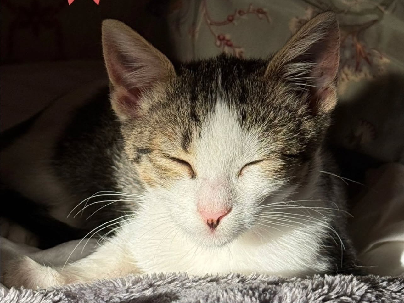 Adotta un gatto, femmina, 2 mesi, Treviso