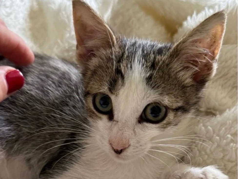 Adotta un gatto, taglia non valida, femmina, Treviso
