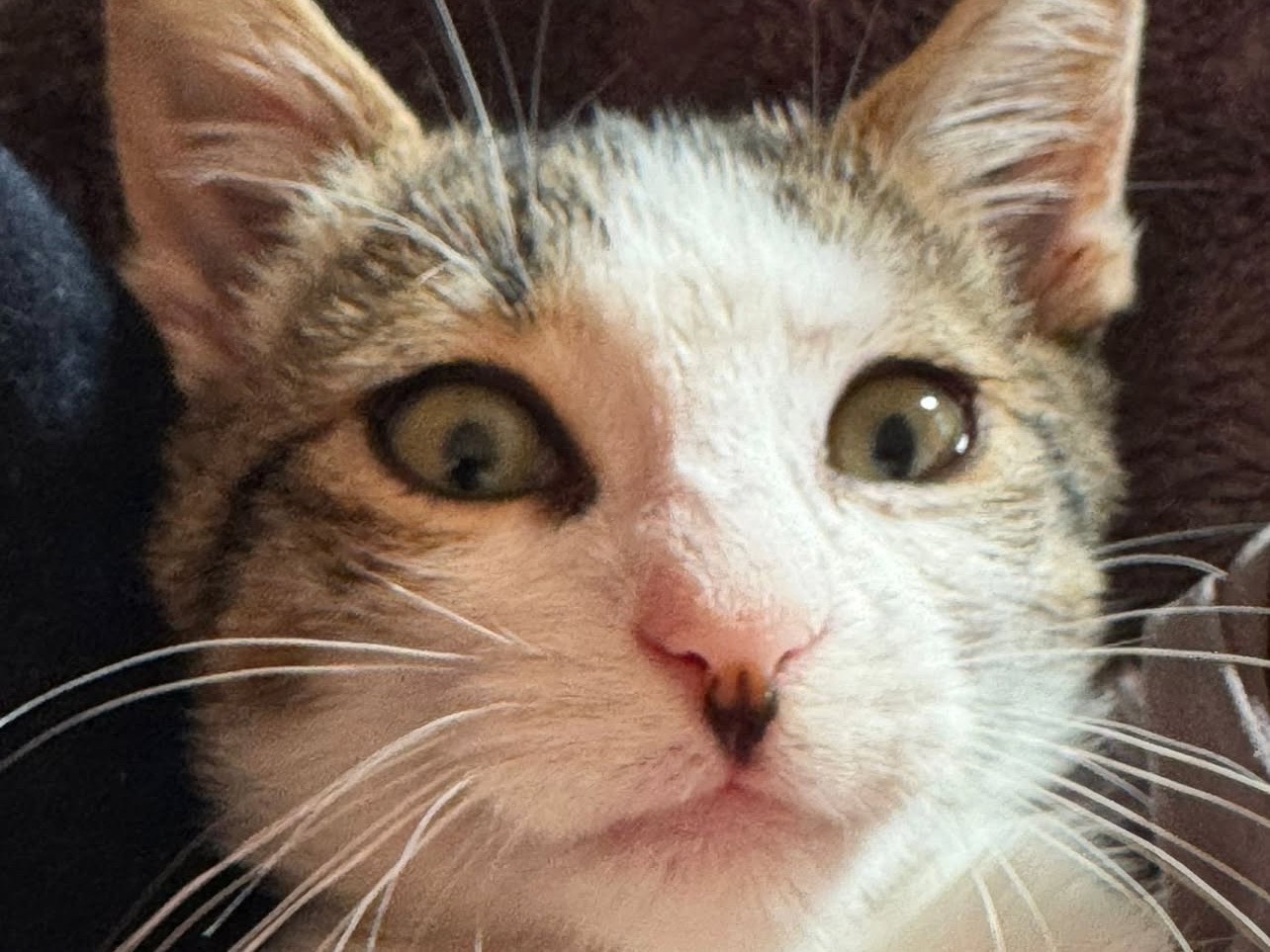 Vuoi adottare un gatto a Treviso?