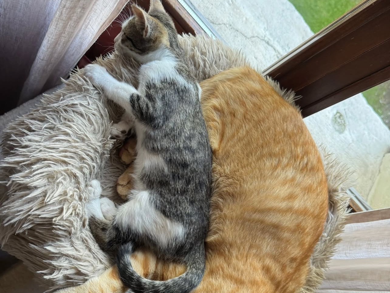 Adotta il gatto Lisa a Treviso