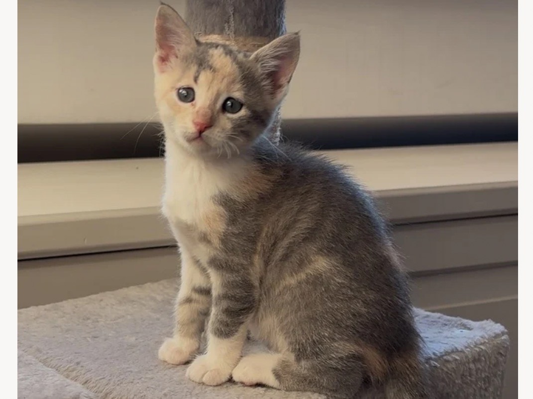 Adozione gatto, femmina, Razza sconosciuta Razza sconosciuta, 2 mesi, taglia non valida, Treviso