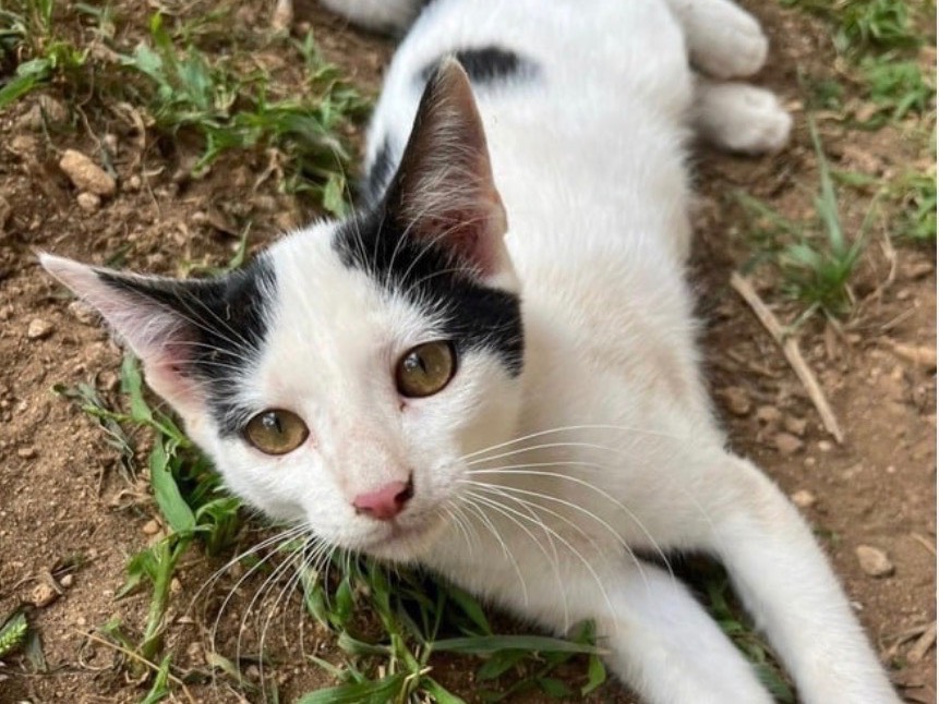 Adozione gatto, femmina, Razza sconosciuta Razza sconosciuta, 5 mesi, taglia non valida, Trapani