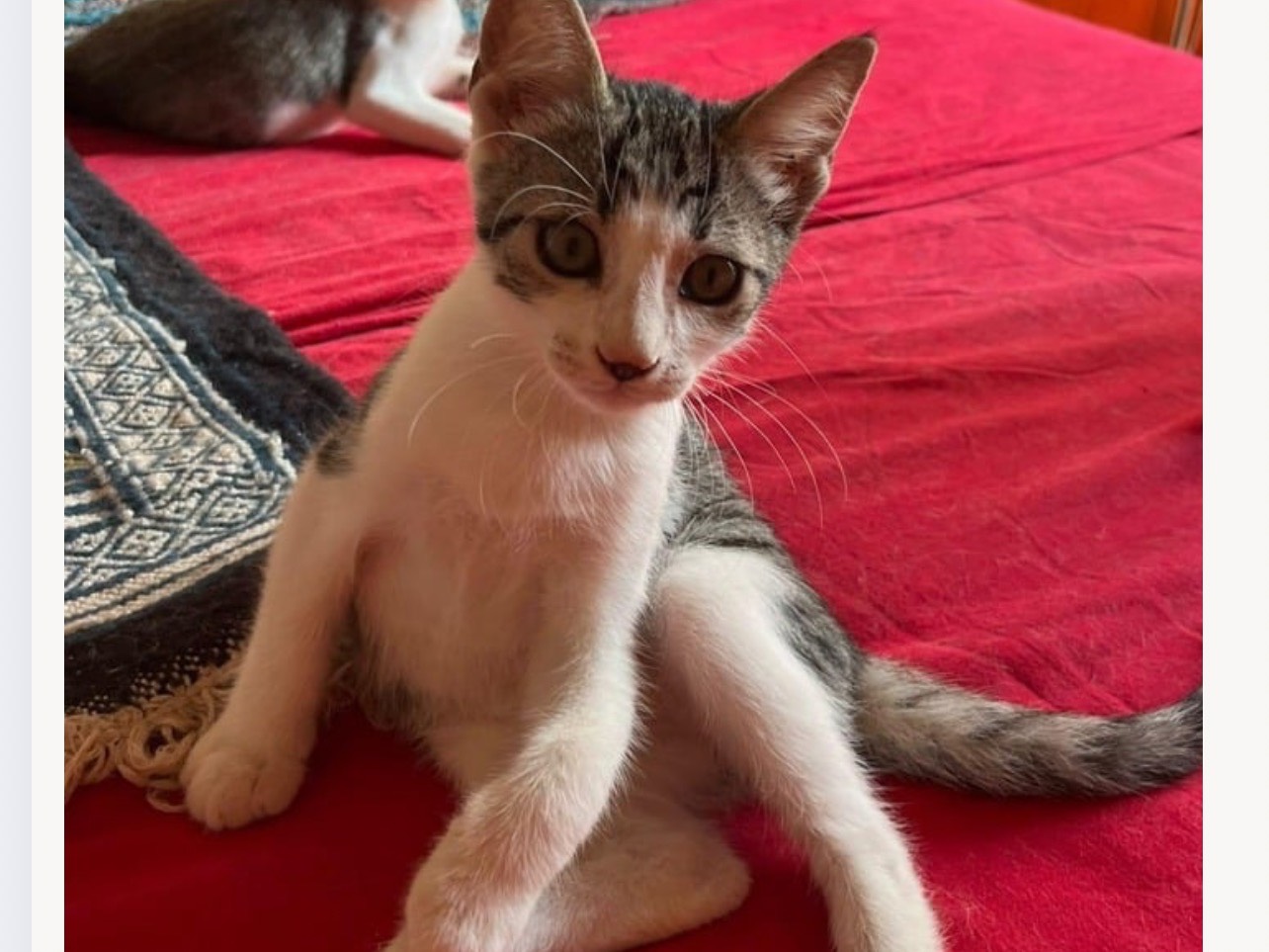 Adozione gatto, femmina, Razza sconosciuta Razza sconosciuta, 5 mesi, taglia non valida, Trapani