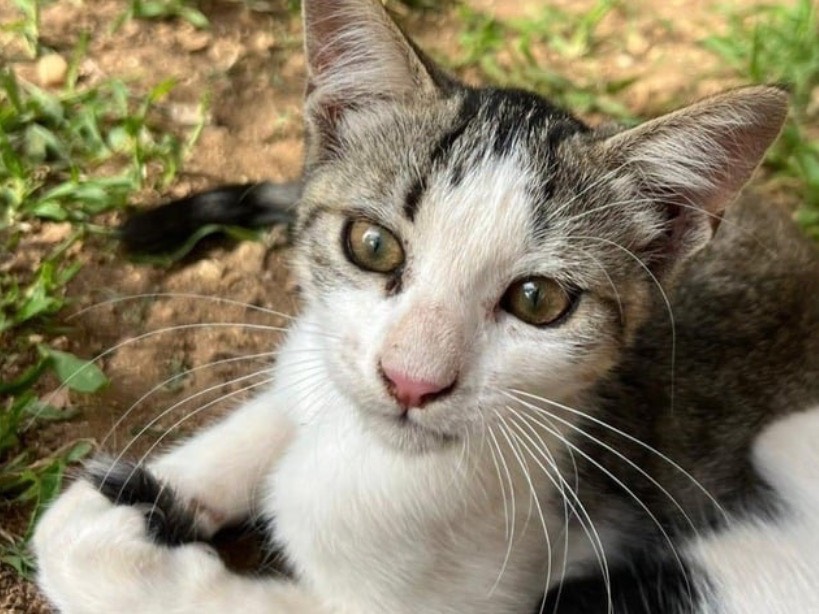 Adozione gatto, femmina, Razza sconosciuta Razza sconosciuta, 5 mesi, taglia non valida, Trapani
