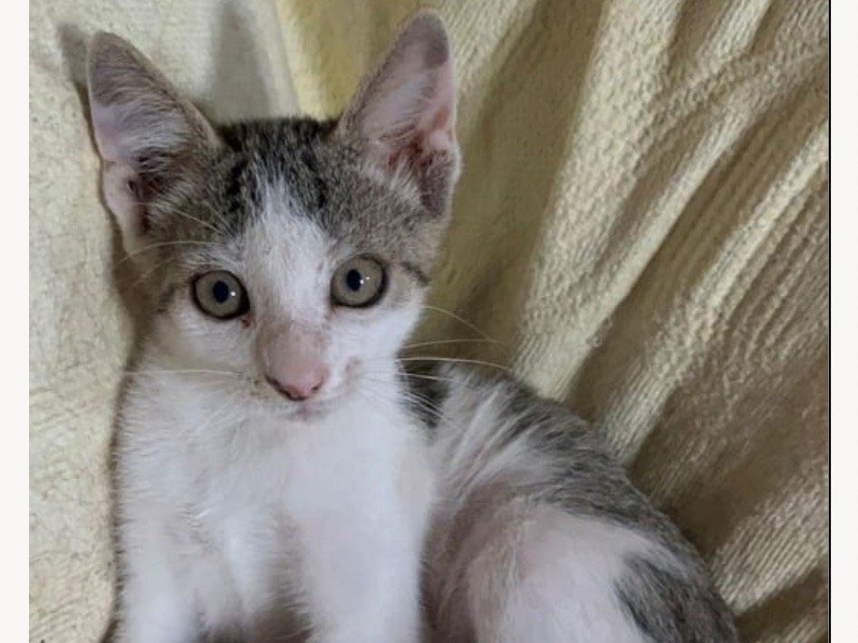 Adozione gatto, femmina, Razza sconosciuta Razza sconosciuta, 4 mesi, taglia non valida, Trapani