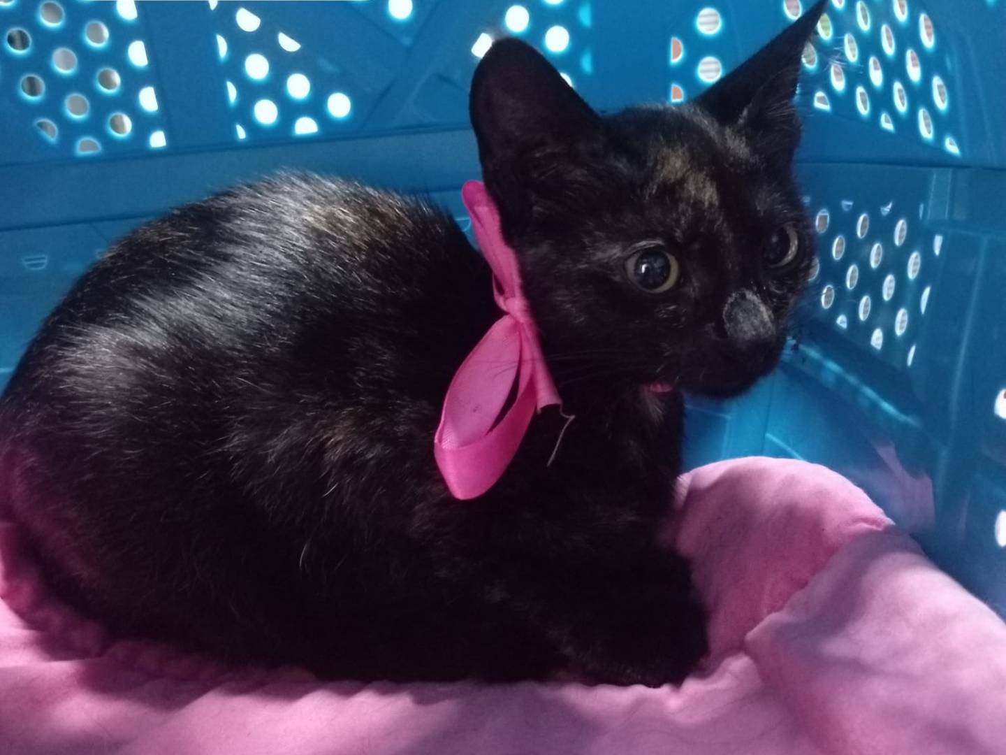 Adozione gatto, femmina, Razza sconosciuta Razza sconosciuta, 3 mesi, taglia non valida, Milano
