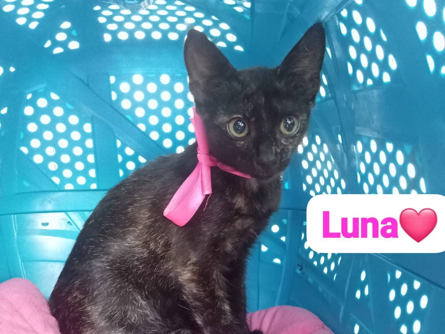 Adotta un gatto, femmina, 3 mesi, Milano