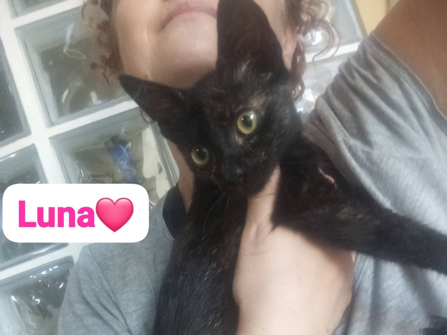 Adotta un gatto, taglia non valida, femmina, Milano