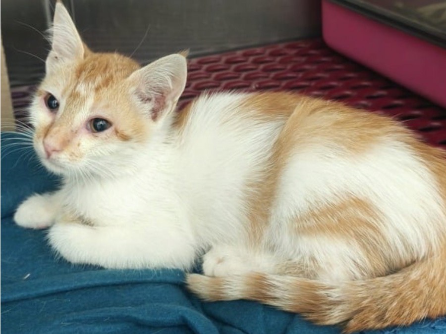 Adozione gatto, maschio, Razza sconosciuta Razza sconosciuta, 3 mesi, taglia non valida, Trapani